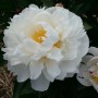 Peonija `Gardenia` Peonija `Gardenia`